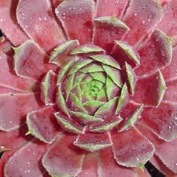 Sempervivum - Dachwurz - Hauswurz